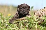 STAFFIE 226